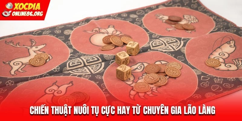 lac bau cua chien thuat Chiến thuật nuôi tụ cực hay từ chuyên gia lão làng